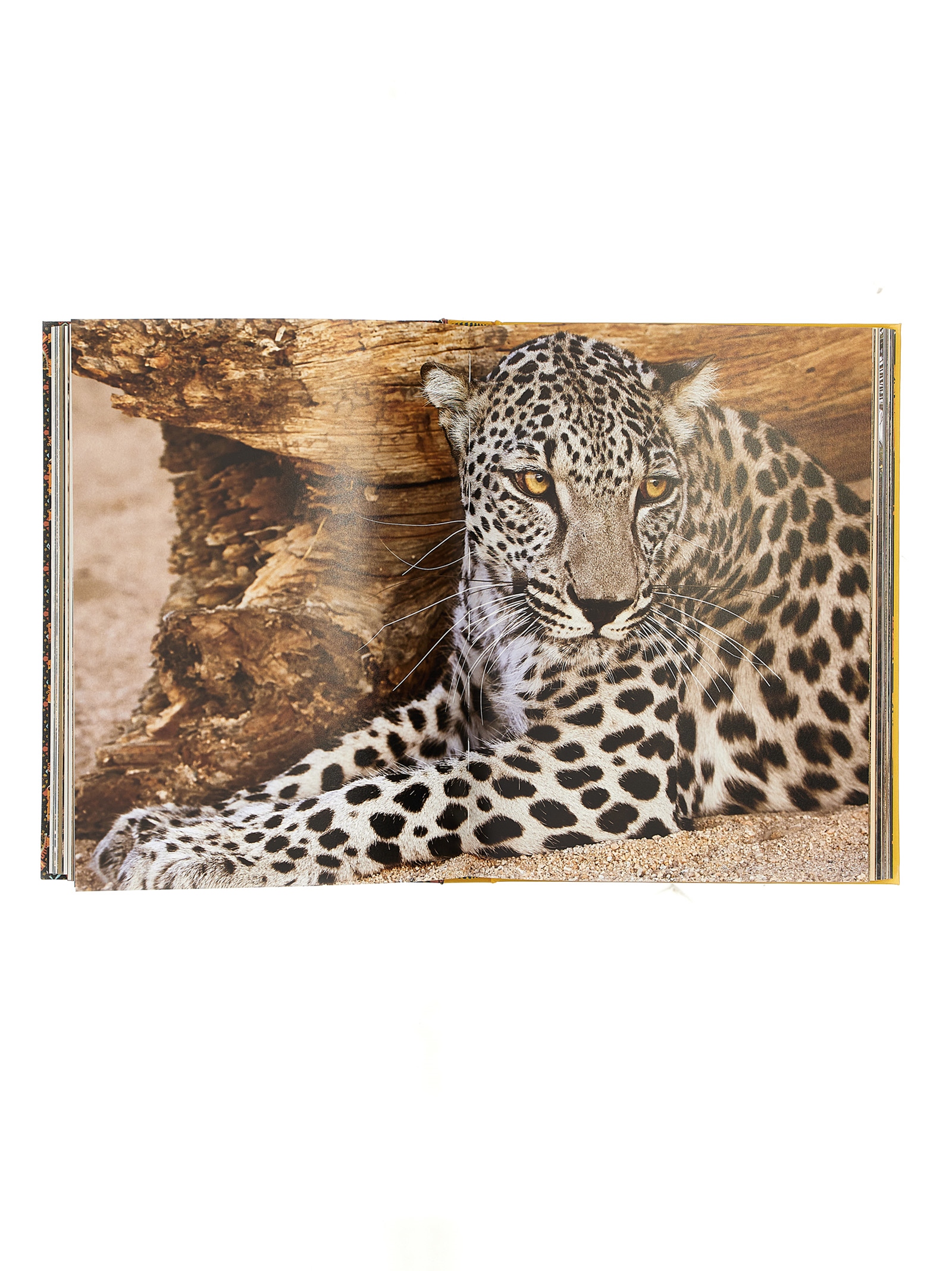 'Arabian Leopard' book - immagine 4