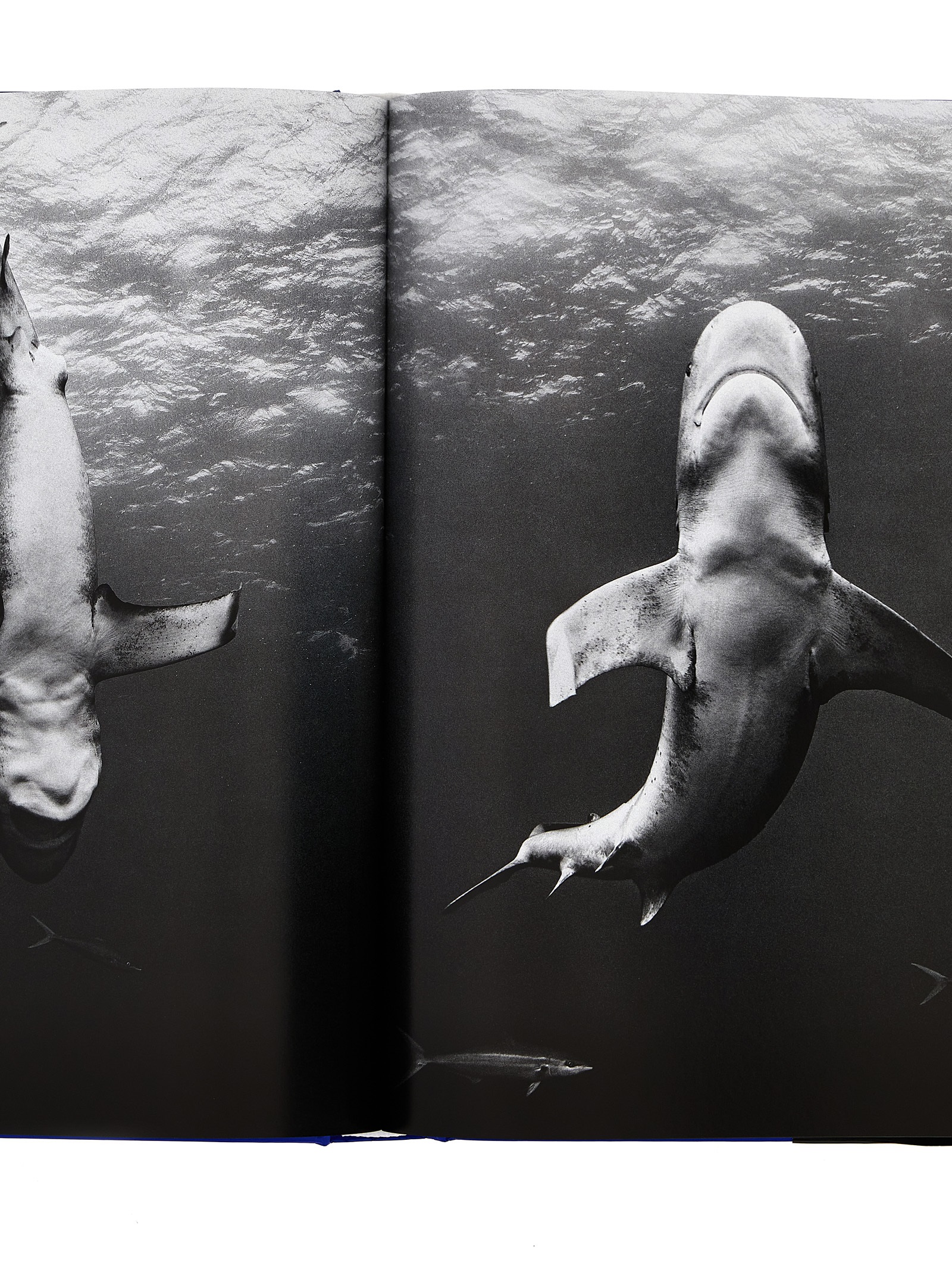 'Michael Muller. Sharks' book - immagine 4
